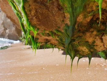 Close-up of plant on beach