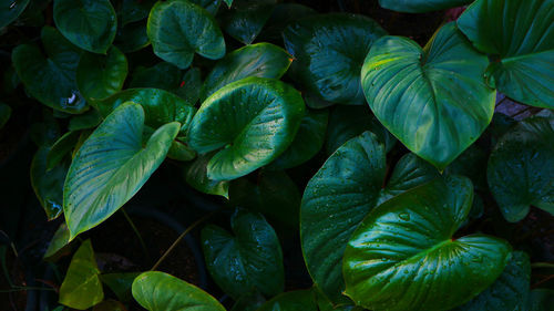 Full frame shot of fresh green leaves