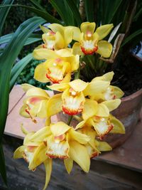 Close-up of yellow flowers blooming outdoors