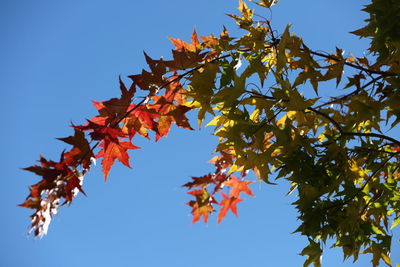 Low angle view of maple tree against sky