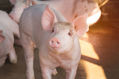 Portrait of piglets 