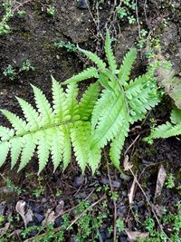 High angle view of fern on field