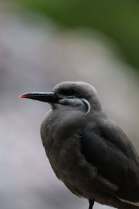 Close-up of bird