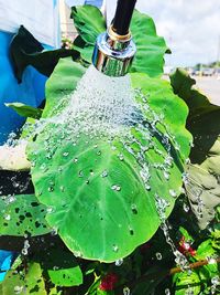 Close-up of food on water