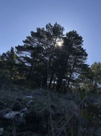 Low angle view of trees against clear sky