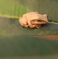 Close-up of frog