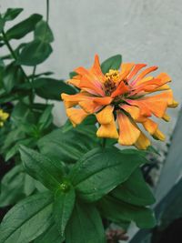 Close-up of orange flower blooming outdoors