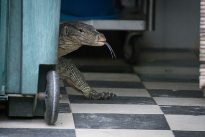 Close-up of monitor lizard by trolley on floor