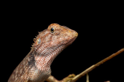 Close-up of lizard