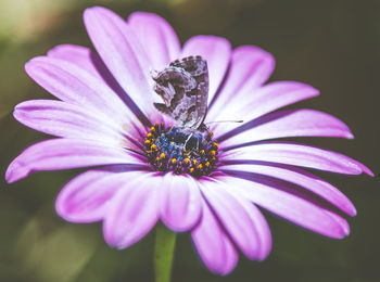 Close-up of insect on purple flower