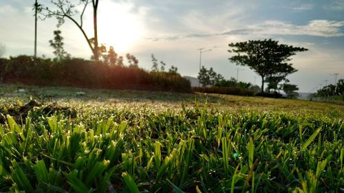 Scenic view of field against sky during sunset