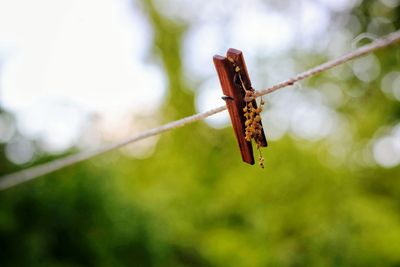 Close-up of insect on plant