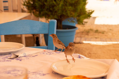 Two sparrows landed on a tavern table, looking for food