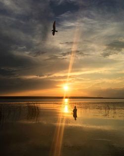 Silhouette bird flying over beach against sky during sunset