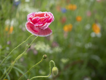 Close-up of pink rose