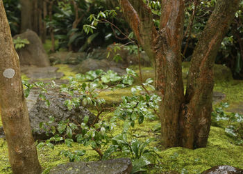 Trees growing in forest