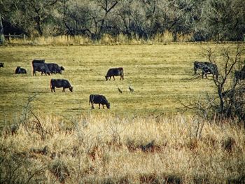 Bulls grazing on field