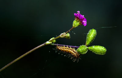 Close-up of insect on plant against black background