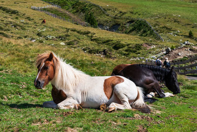 Horses in a field