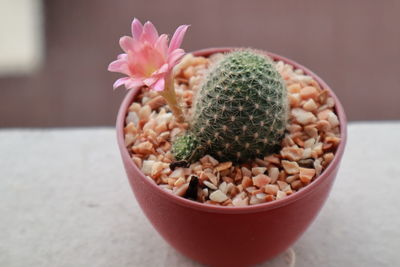 Close-up of succulent plant on table