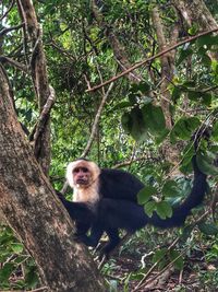 Monkey sitting on tree trunk