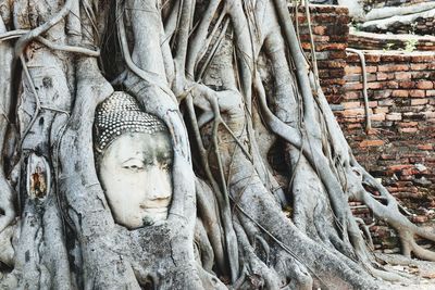 Buddha statue in tree roots