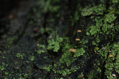 Close-up of mushrooms growing on mossy rock