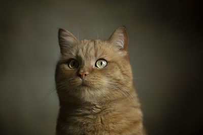 Closeup photography of portrait ginger kitten with green eyes on pastel background. selective focus.