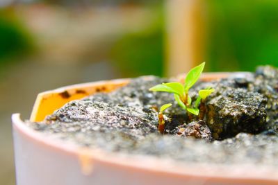 Close-up of plant growing on rock