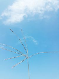 Low angle view of plant against blue sky