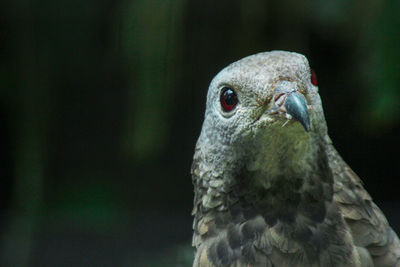 Close-up portrait of eagle