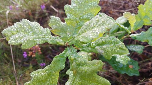 Close-up of dew drops on leaves