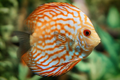 Close-up of orange fish