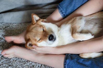 A woman petting a cute red dog shiba inu, sleeping on her feet. close-up.