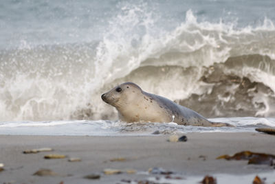 A juvenile female grey seal on the beach of heligoland's dune