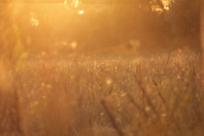 Full frame shot of grass on field during sunset
