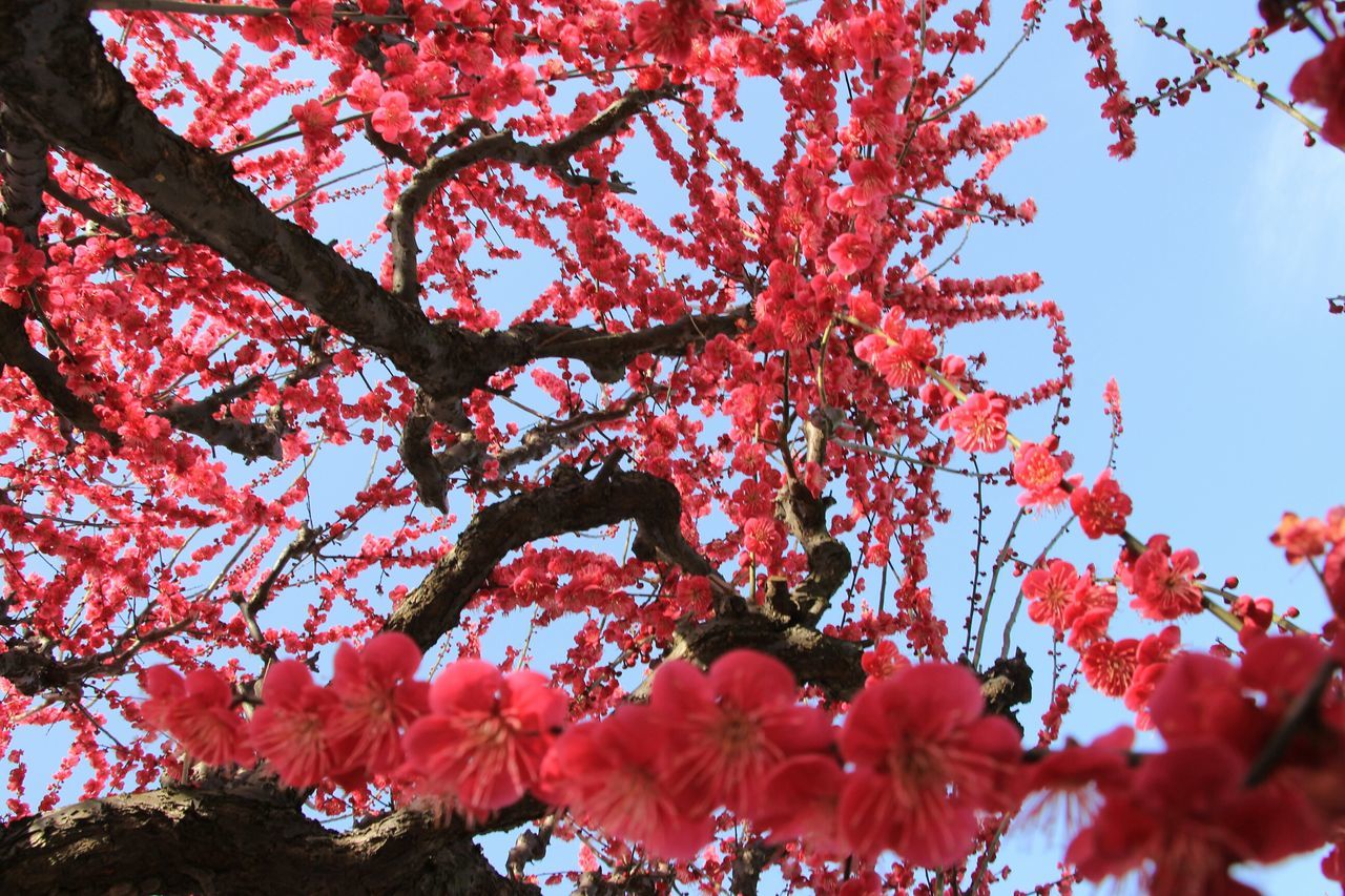 branch, tree, growth, flower, beauty in nature, low angle view, freshness, nature, red, pink color, season, fragility, autumn, blossom, day, outdoors, change, cherry tree, tranquility, leaf