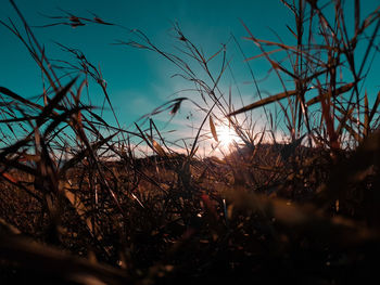 Close-up of dry plants on field against sky