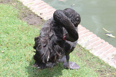 High angle view of black bird in water