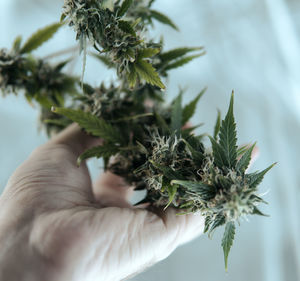 Close-up of hand holding medical cannabis