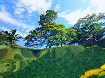 Trees against blue sky