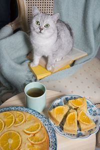 Gray kitten sits in an armchair with a orange pie and books, cozy vibes,