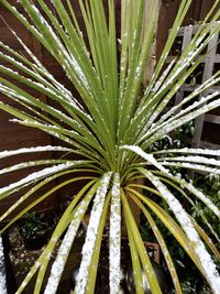 Full frame shot of plant