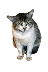 Portrait of cat against white background
