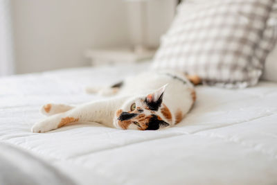 Portrait of a dog resting on bed