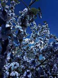 Low angle view of blooming tree against blue sky