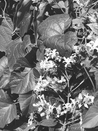 High angle view of flowering plant on field