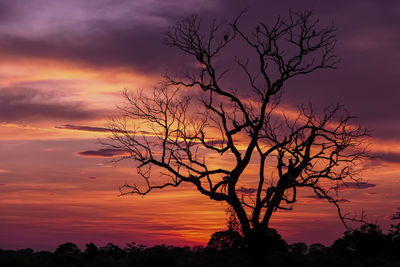 Silhouette tree against orange sky during sunset