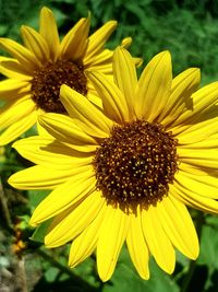 Close-up of sunflower