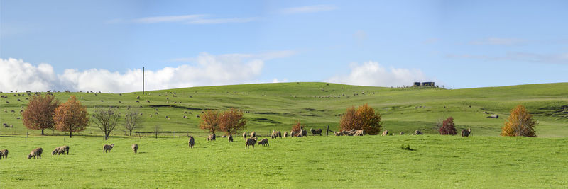 pasture